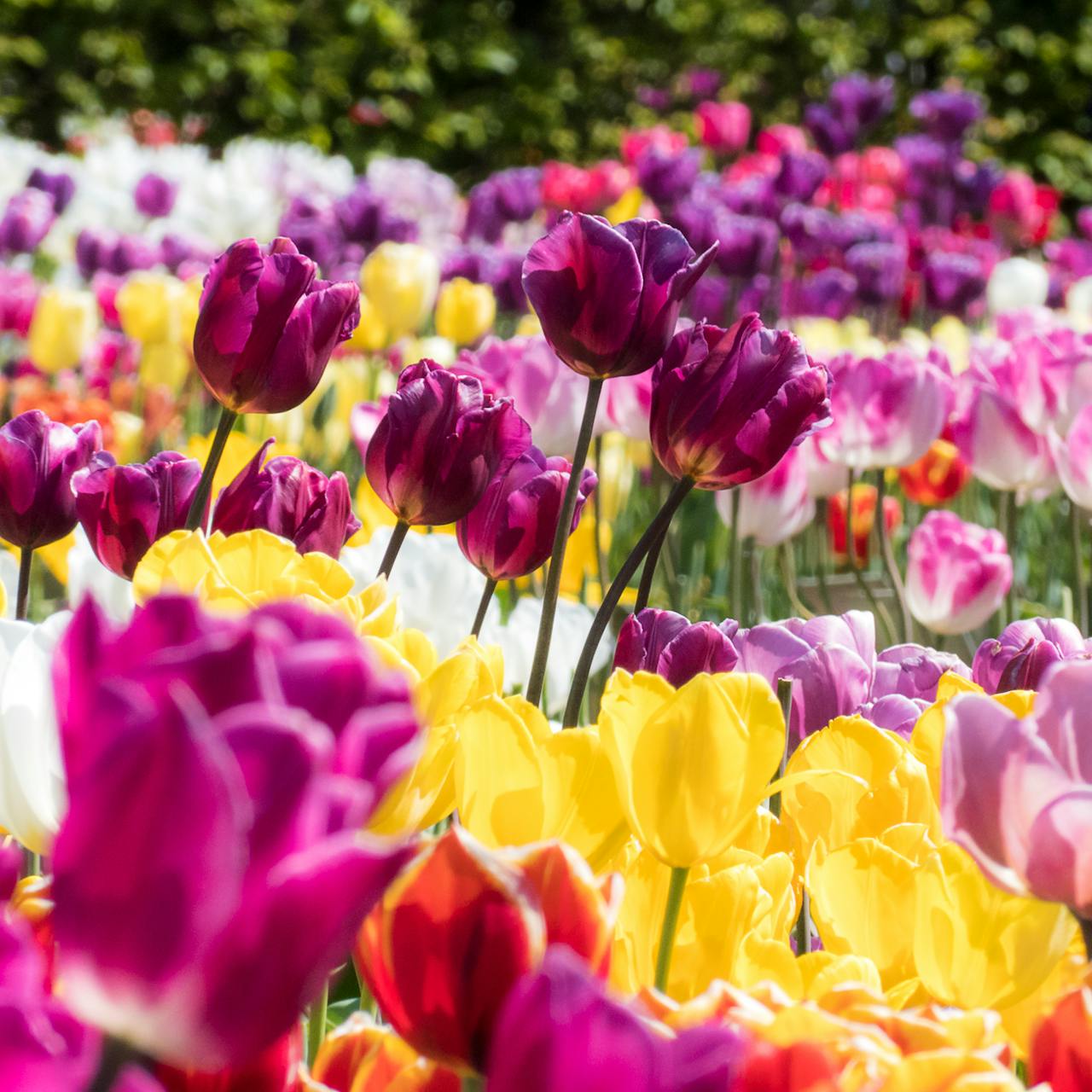 keukenhof